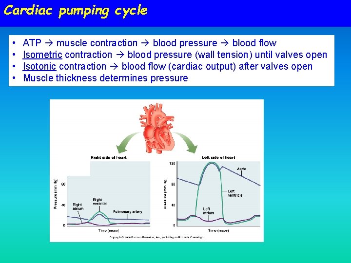 Cardiac pumping cycle • • ATP muscle contraction blood pressure blood flow Isometric contraction