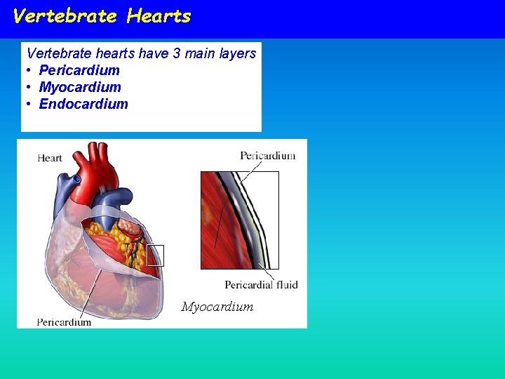 Vertebrate Hearts Vertebrate hearts have 3 main layers • Pericardium • Myocardium • Endocardium