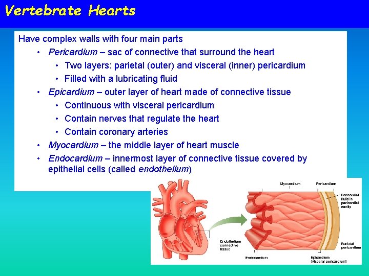 Vertebrate Hearts Have complex walls with four main parts • Pericardium – sac of