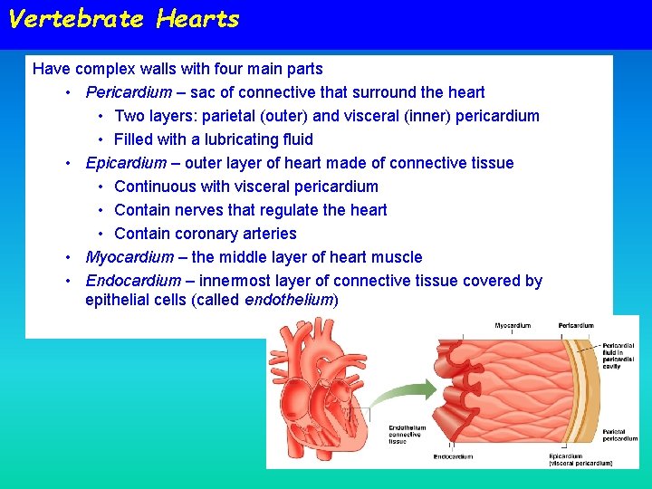 Vertebrate Hearts Have complex walls with four main parts • Pericardium – sac of Vertebrate Hearts Have complex walls with four main parts • Pericardium – sac of