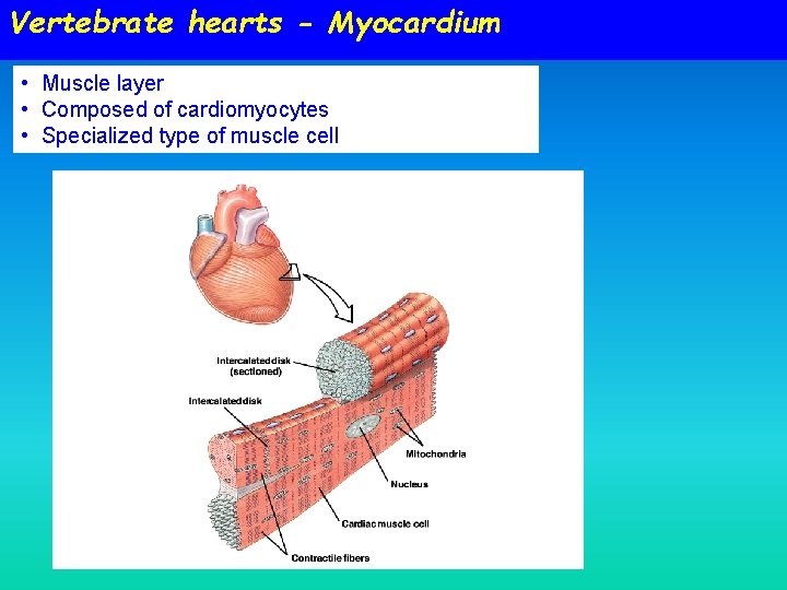 Vertebrate hearts - Myocardium • Muscle layer • Composed of cardiomyocytes • Specialized type