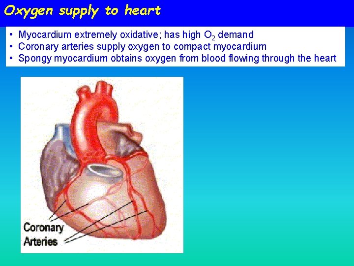 Oxygen supply to heart • Myocardium extremely oxidative; has high O 2 demand • Oxygen supply to heart • Myocardium extremely oxidative; has high O 2 demand •