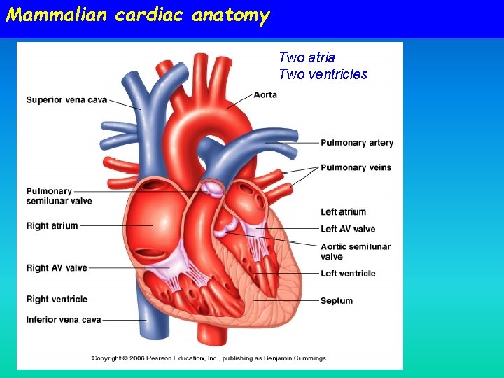 Mammalian cardiac anatomy Two atria Two ventricles 