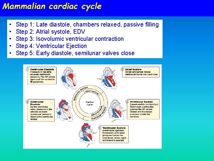 Mammalian cardiac cycle • • • Step 1: Late diastole, chambers relaxed, passive filling Mammalian cardiac cycle • • • Step 1: Late diastole, chambers relaxed, passive filling