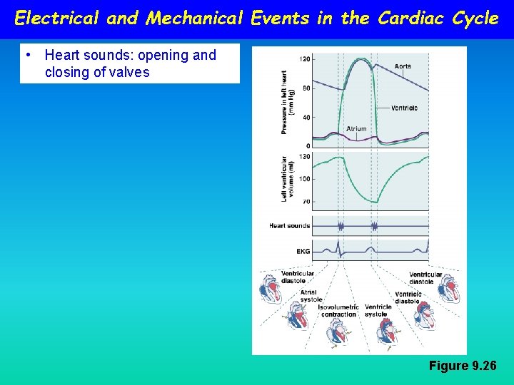Electrical and Mechanical Events in the Cardiac Cycle • Heart sounds: opening and closing Electrical and Mechanical Events in the Cardiac Cycle • Heart sounds: opening and closing
