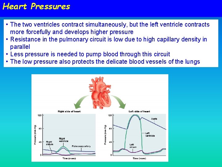 Heart Pressures • The two ventricles contract simultaneously, but the left ventricle contracts more