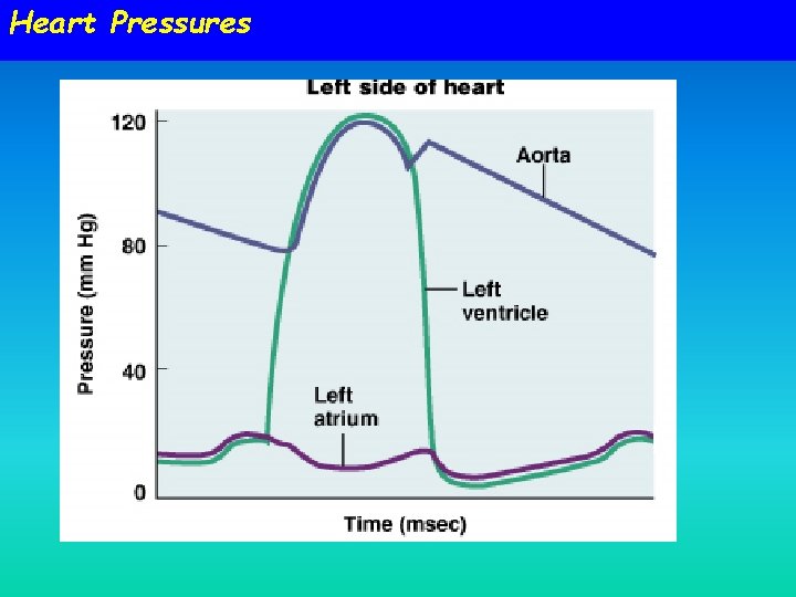 Heart Pressures Heart Pressures