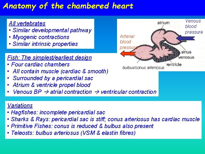 Anatomy of the chambered heart All vertebrates • Similar developmental pathway • Myogenic contractions