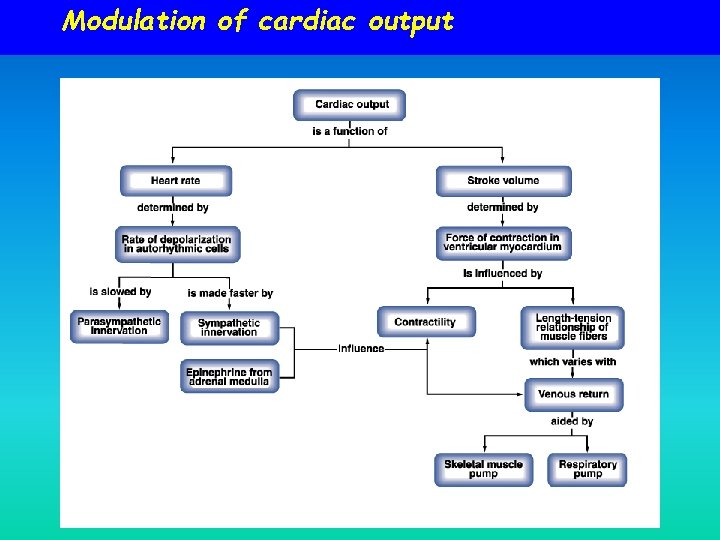 Modulation of cardiac output 