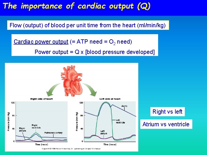 The importance of cardiac output (Q) Flow (output) of blood per unit time from