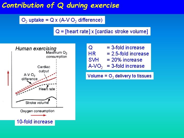 Contribution of Q during exercise O 2 uptake = Q x (A-V O 2 Contribution of Q during exercise O 2 uptake = Q x (A-V O 2