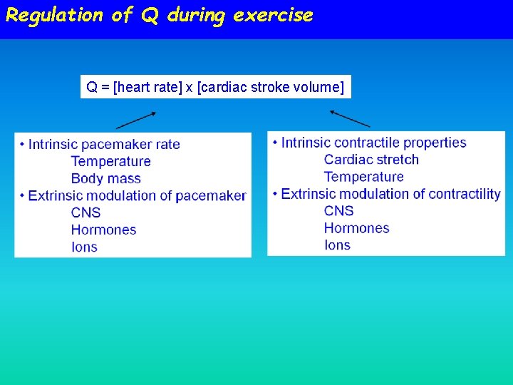 Regulation of Q during exercise Q = [heart rate] x [cardiac stroke volume] 