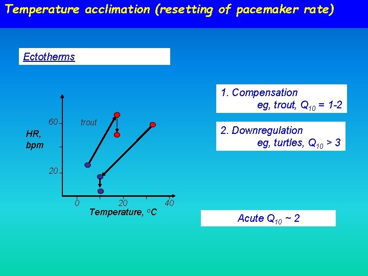 Temperature acclimation (resetting of pacemaker rate) Ectotherms 1. Compensation eg, trout, Q 10 =