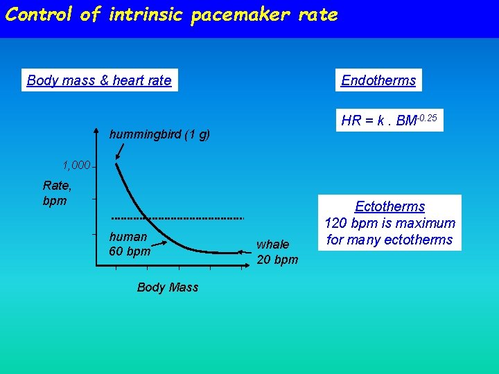 Control of intrinsic pacemaker rate Body mass & heart rate Endotherms HR = k.