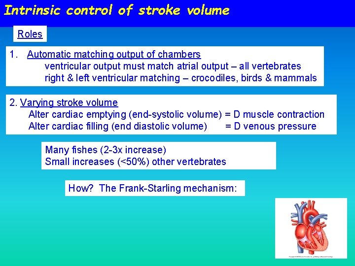 Intrinsic control of stroke volume Roles 1. Automatic matching output of chambers ventricular output