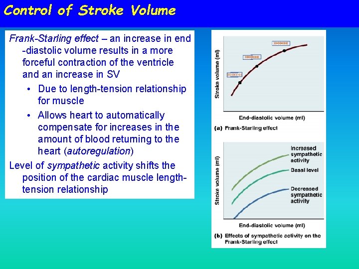 Control of Stroke Volume Frank-Starling effect – an increase in end -diastolic volume results Control of Stroke Volume Frank-Starling effect – an increase in end -diastolic volume results