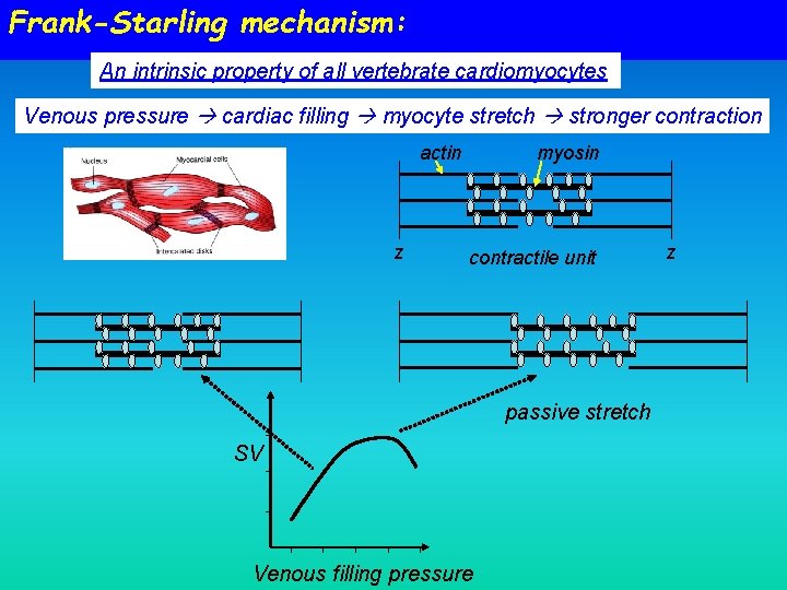 Frank-Starling mechanism: An intrinsic property of all vertebrate cardiomyocytes Venous pressure cardiac filling myocyte