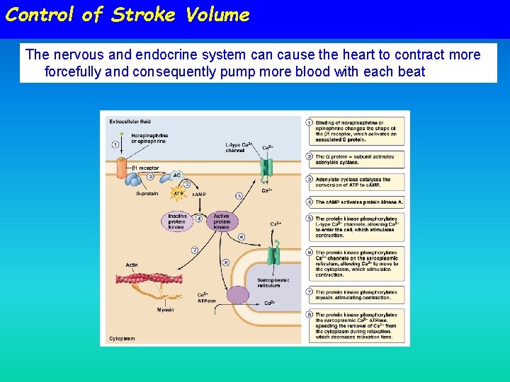 Control of Stroke Volume The nervous and endocrine system can cause the heart to