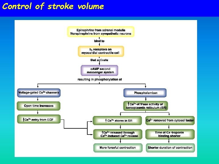 Control of stroke volume 