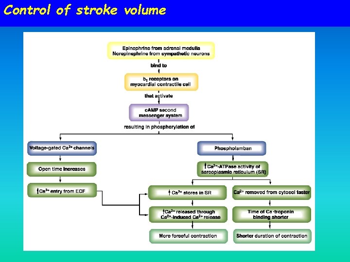 Control of stroke volume Control of stroke volume