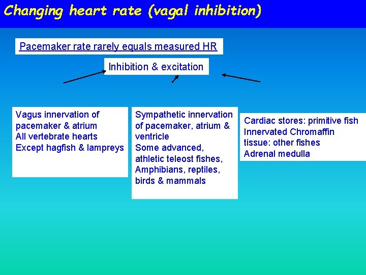 Changing heart rate (vagal inhibition) Pacemaker rate rarely equals measured HR Inhibition & excitation Changing heart rate (vagal inhibition) Pacemaker rate rarely equals measured HR Inhibition & excitation