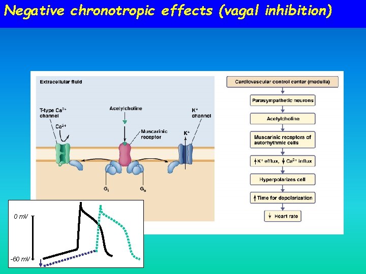 Negative chronotropic effects (vagal inhibition) 0 m. V -60 m. V 