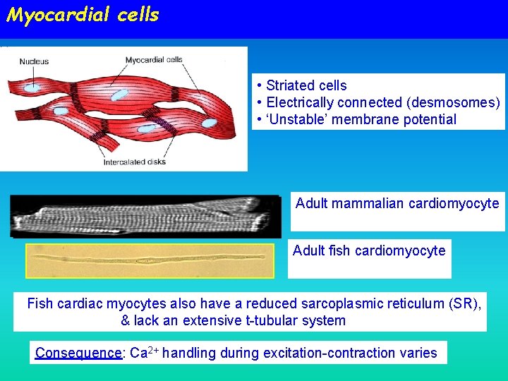 Myocardial cells • Striated cells • Electrically connected (desmosomes) • ‘Unstable’ membrane potential Adult