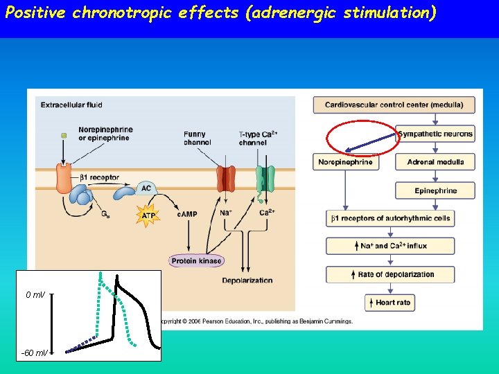 Positive chronotropic effects (adrenergic stimulation) 0 m. V -60 m. V 