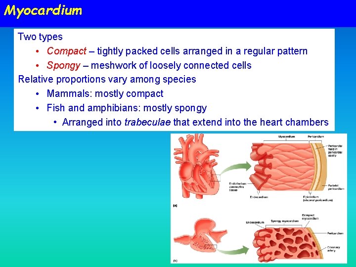 Myocardium Two types • Compact – tightly packed cells arranged in a regular pattern