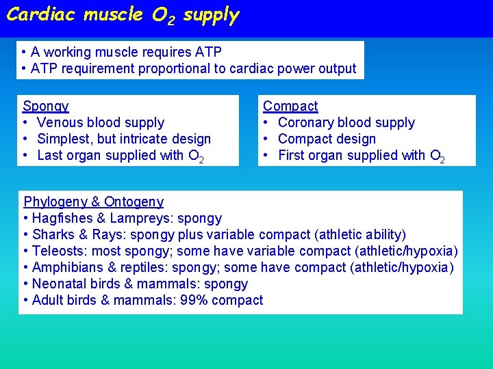 Cardiac muscle O 2 supply • A working muscle requires ATP • ATP requirement