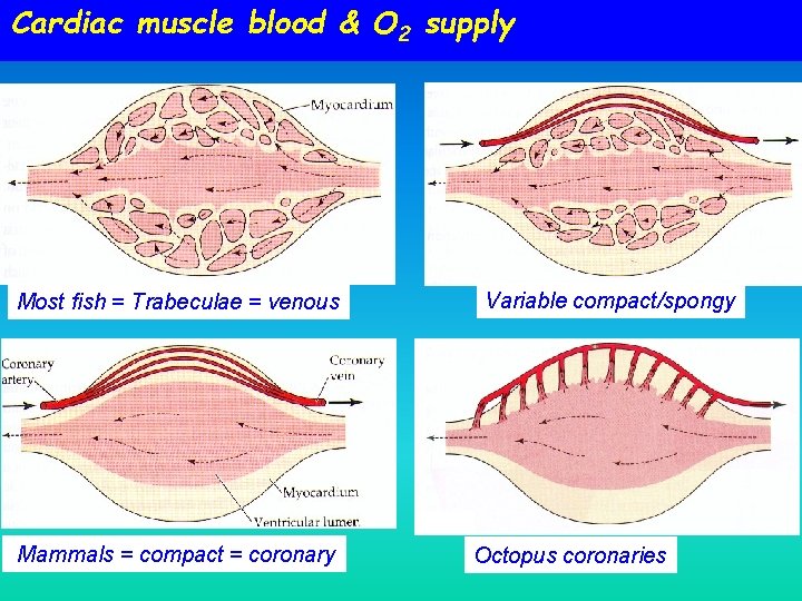 Cardiac muscle blood & O 2 supply Most fish = Trabeculae = venous Mammals Cardiac muscle blood & O 2 supply Most fish = Trabeculae = venous Mammals