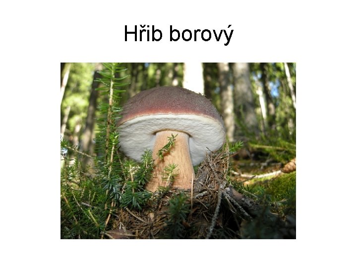 Hřib borový 