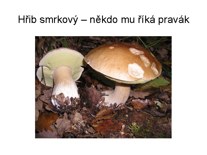 Hřib smrkový – někdo mu říká pravák 