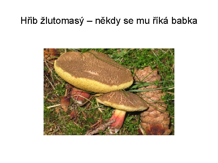 Hřib žlutomasý – někdy se mu říká babka 