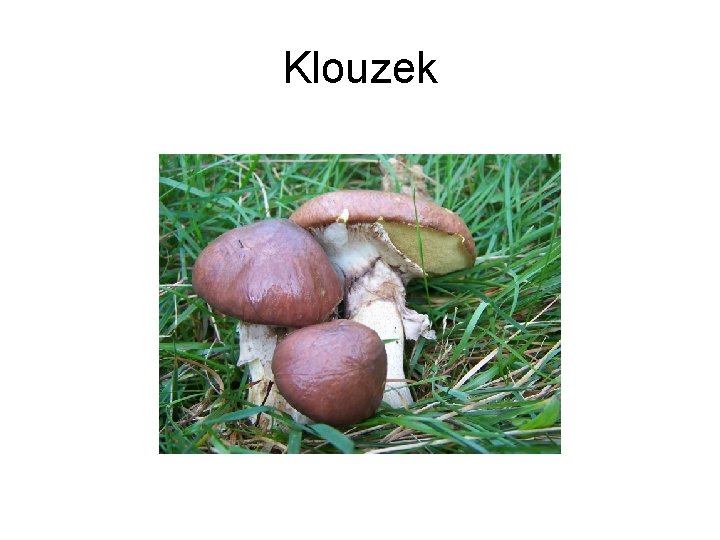 Klouzek 