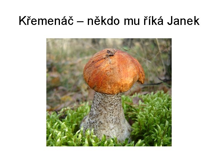 Křemenáč – někdo mu říká Janek 