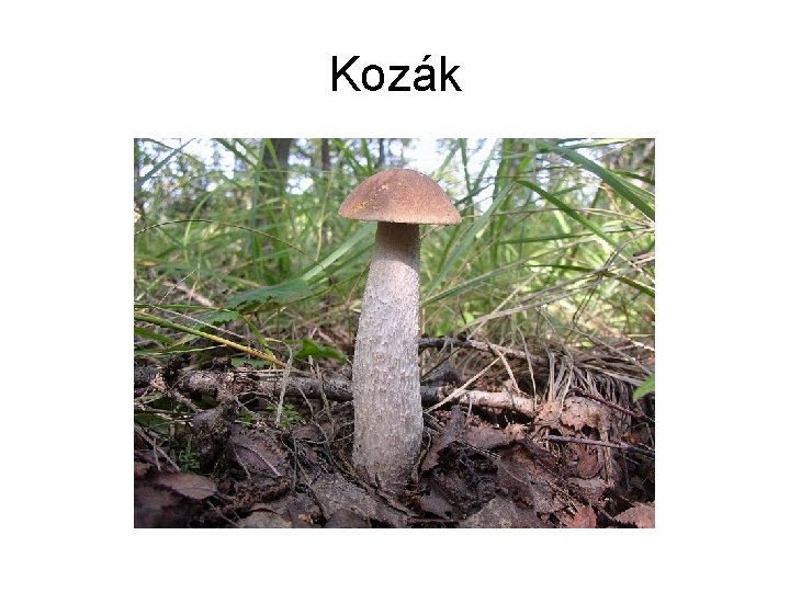 Kozák 