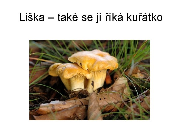 Liška – také se jí říká kuřátko 