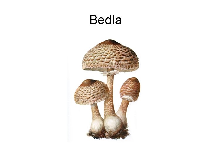 Bedla 