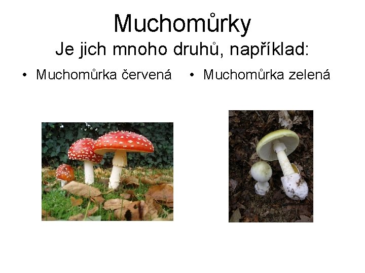 Muchomůrky Je jich mnoho druhů, například: • Muchomůrka červená • Muchomůrka zelená 