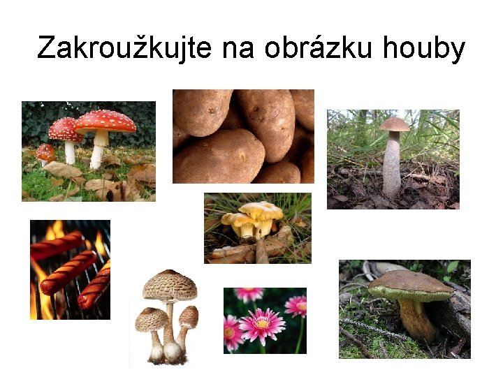 Zakroužkujte na obrázku houby 