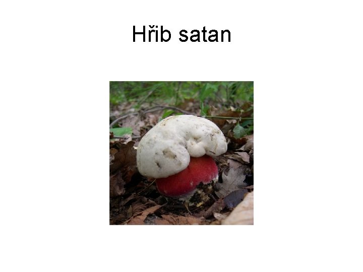 Hřib satan 