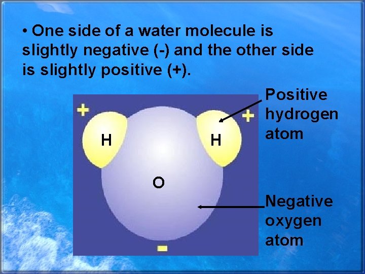  • One side of a water molecule is slightly negative (-) and the