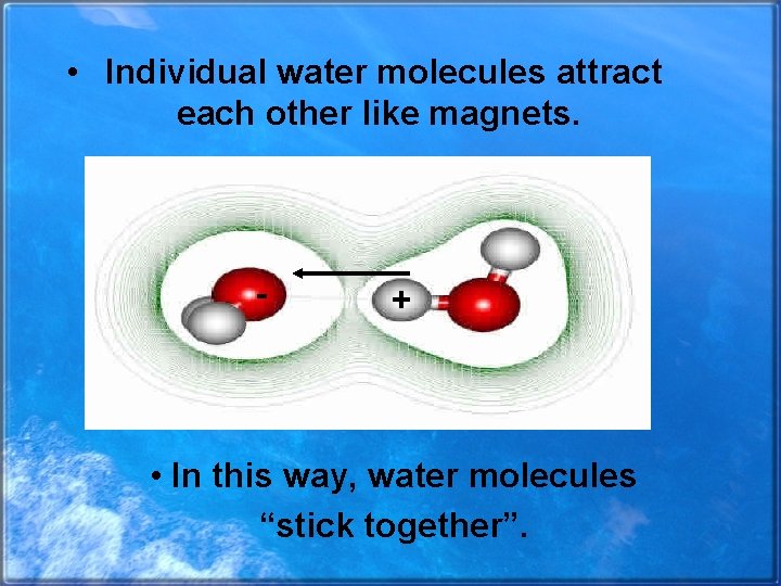  • Individual water molecules attract each other like magnets. - + • In