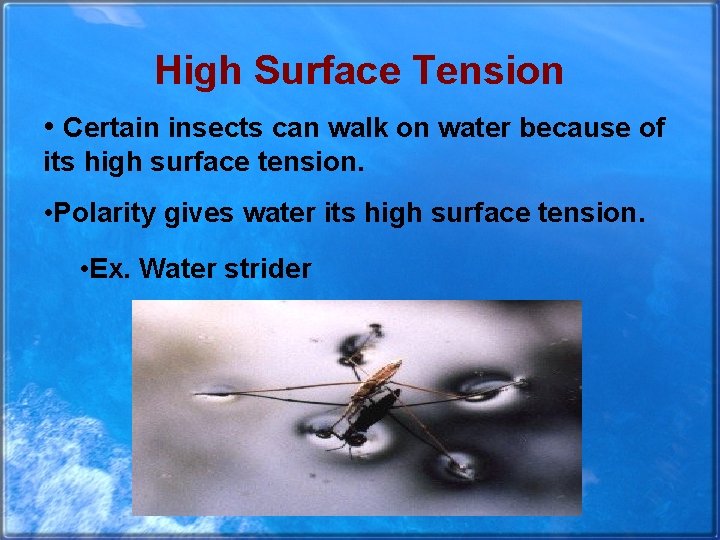 High Surface Tension • Certain insects can walk on water because of its high