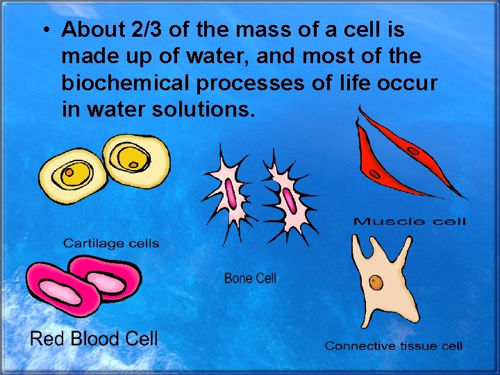  • About 2/3 of the mass of a cell is made up of