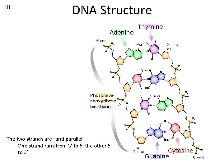 !!! DNA Structure The two strands are “anti parallel” One strand runs from 3’