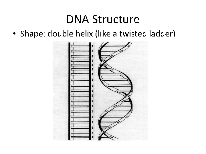 DNA Structure • Shape: double helix (like a twisted ladder) 