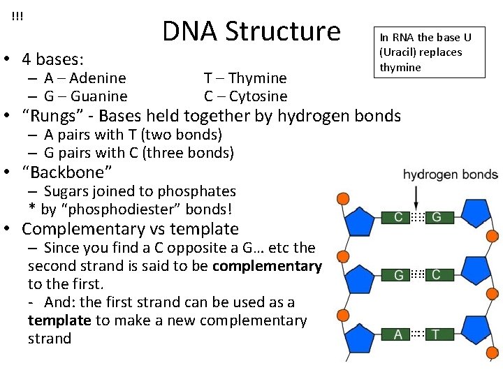 !!! • 4 bases: – Adenine – Guanine DNA Structure T – Thymine C