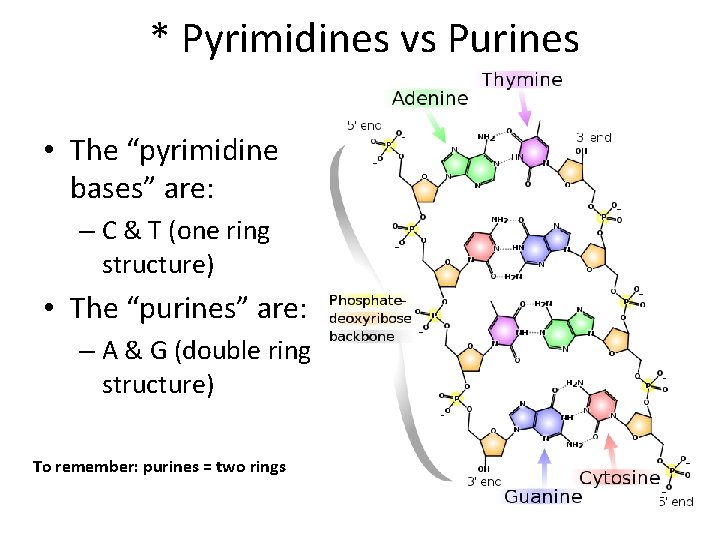 * Pyrimidines vs Purines • The “pyrimidine bases” are: – C & T (one